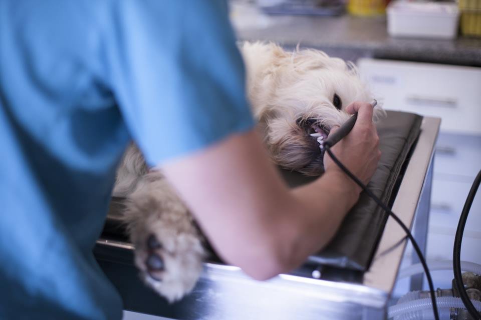 Cão morre após erro de veterinário e protetora sofre para salvar pets