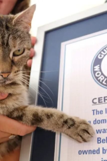 Foto colorida de uma gata em frente a uma placa - Metrópoles