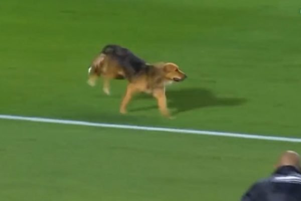 Cachorro invade campo e rouba bola durante jogo de futebol no México