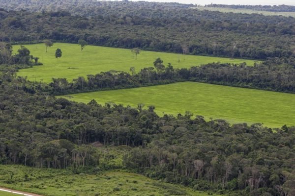 Foto colorida de desmatamento na floresta amazônica - Metrópoles