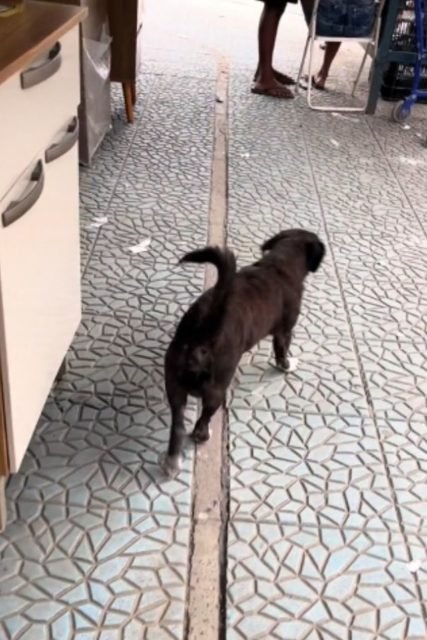 Cachorro se disfarça de planta e arranca risadas de internautas