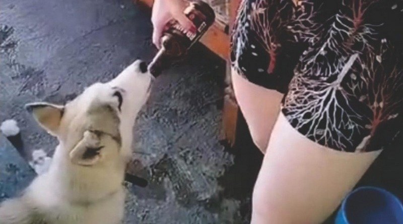 Imagem colorida mostra as pernas e a mão de uma mulher, que segura uma garrafa de cerveja virada para a boca de um cachorro da raça rusky siberiano; a tutora do cão levou multa de R$ 3 mil por maus-tratos a animal doméstico - Metrópoles