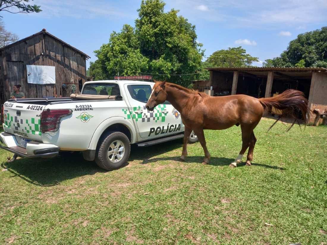 foto colorida de cavalo cuja dona, uma sitiante de Pirapozinho, lhe ofereceu bebida - Metrópoles