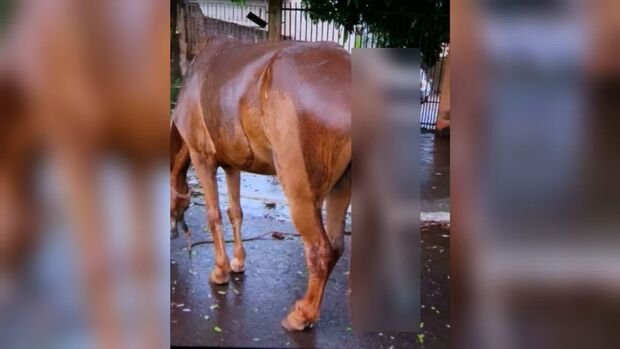 Jovens são presos por introduzir cabo metálico no ânus de cavalo