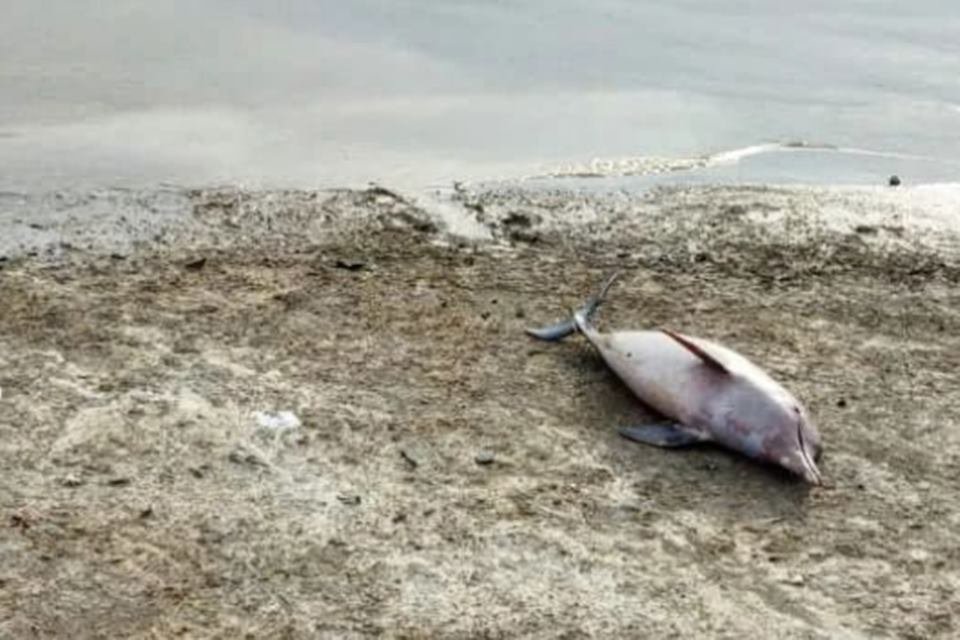 Foto colorida de boto encontrado morto no Rio Amazonas - Metrópoles