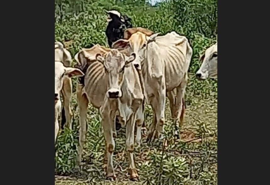 foto colorida de bovinos debilitados encontrados em fazenda de Presidente Epitácio - Metrópoles