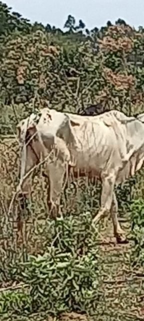 foto colorida de bovinos debilitados encontrados em fazenda de Presidente Epitácio - Metrópoles