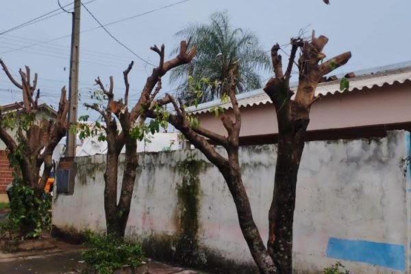 foto colorida de "poda drástica" feita irregularmente em cinco árvores em Teodoro Sampaio (SP) - Metrópoles