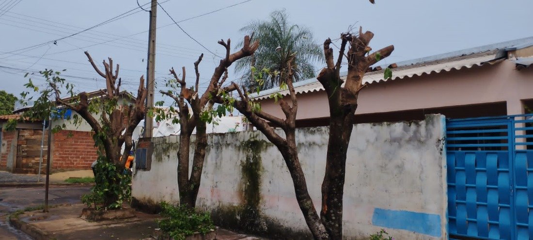 Homem é multado por fazer “poda drástica” em cinco árvores em SP