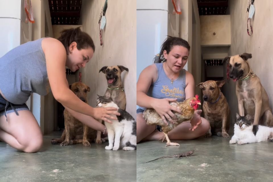 Vídeos Engraçados De Animais