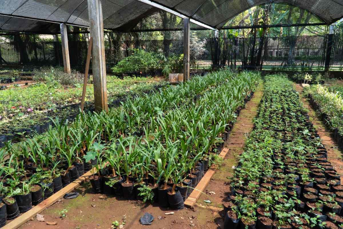 Prefeitura entrega mudas de árvores nativas para quem deseja plantar