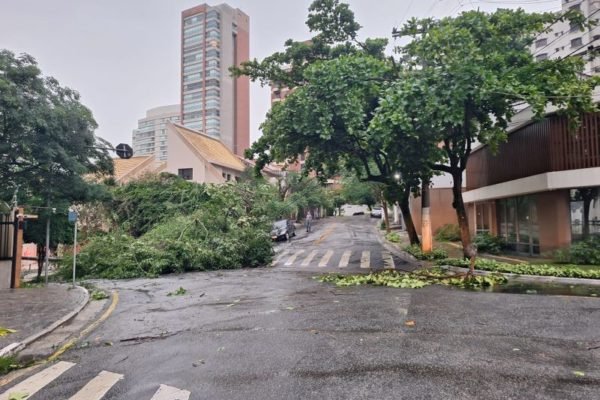 Imagem colorida mostra árvore caída na zona sul de São Paulo após temporal - Metrópoles