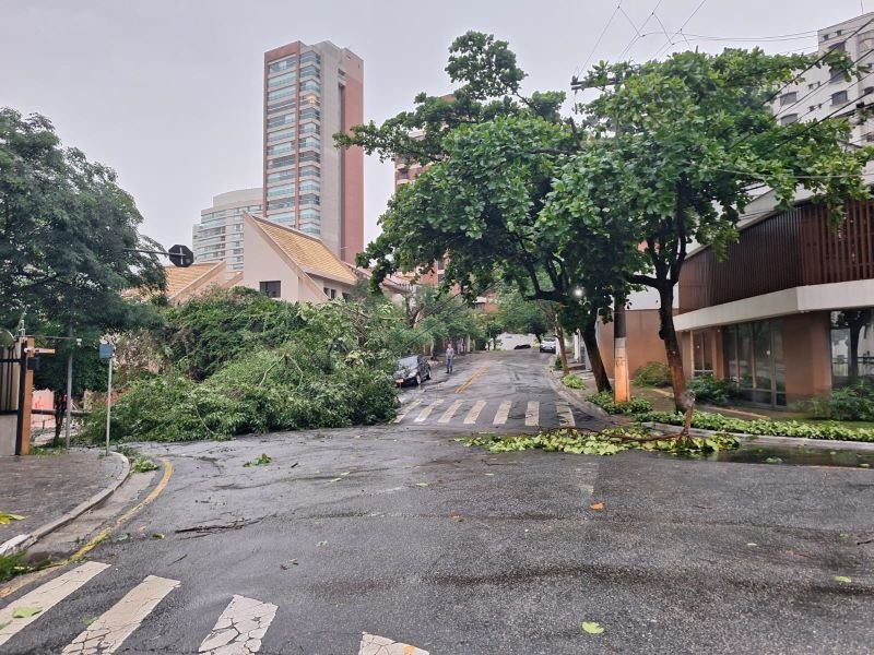 Imagem colorida mostra árvore caída na zona sul de São Paulo após temporal - Metrópoles