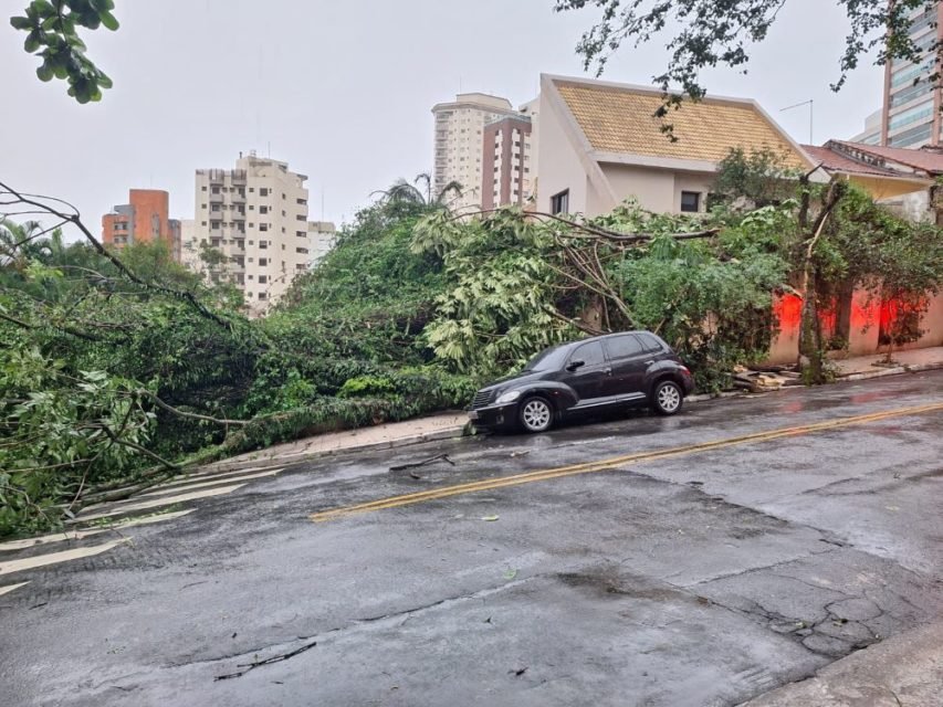 FOTOS: vento provoca queda de árvores, falta de energia elétrica e