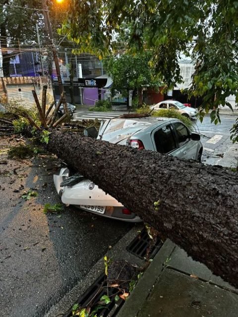 Imagem colorida mostra árvore caída em cima de carro em São Paulo - Metrópoles