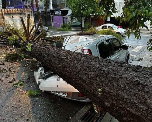 Imagem colorida mostra árvore caída em cima de carro em São Paulo - Metrópoles