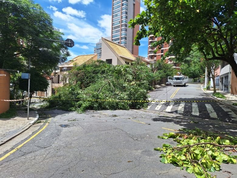 Imagem colorida mostra árvore caída em rua em dia ensolarado - Metrópoles