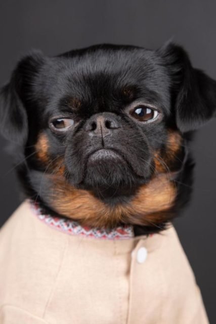 Foto colorida de um cachorro de pelagem preta - Metrópoles