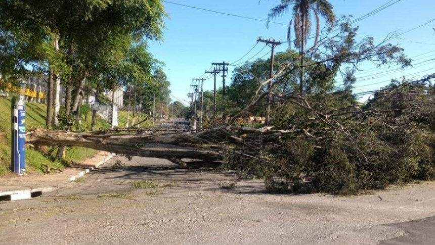 foto colorida de queda de árvore na Estrada Fernando Nobre, em Cotia, após fortes chuvas - Metrópoles