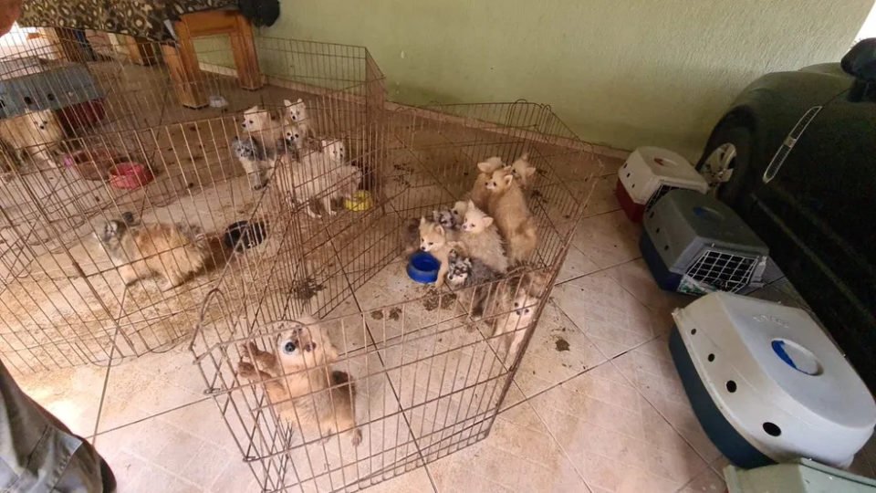 Imagem colorida de cachorros dentro de cercadinhos - Metrópoles