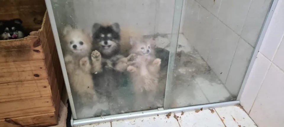 Imagem colorida de cães dentro de um box de banheiro, sujo com fezes - Metrópoles