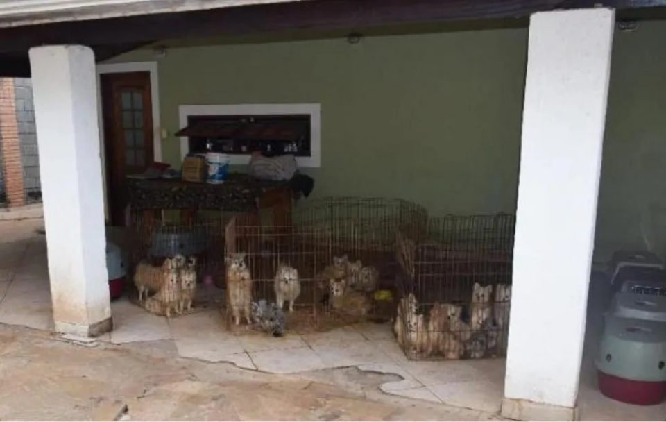 Imagem colorida de cachorros dentro de cercadinhos - Metrópoles