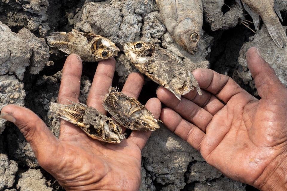 Imagem colorida mostra Morador mostra os peixes mortos na superfície do viveiro, enquanto o nível da água baixa devido ao fenômeno El Niño na Indonésia - Metrópoles