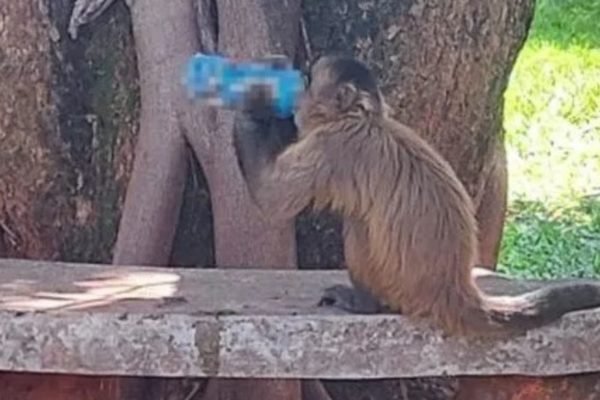 Imagem colorida do macaco caramelo que fica na UFG - Metrópoles