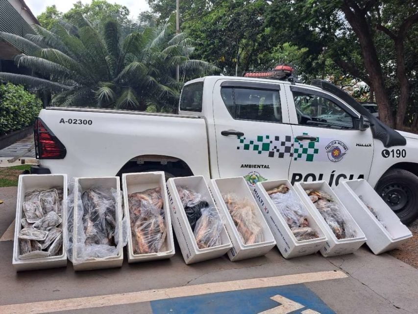 foto colorida dos 125 quilos de peixes apreendidos pela Polícia Ambiental e doados a um centro de recuperação de dependentes químicos em SP - Metrópoles