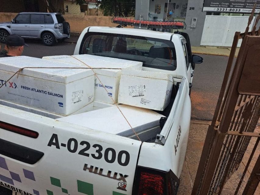 foto colorida dos 125 quilos de peixes apreendidos pela Polícia Ambiental e doados a um centro de recuperação de dependentes químicos em SP - Metrópoles