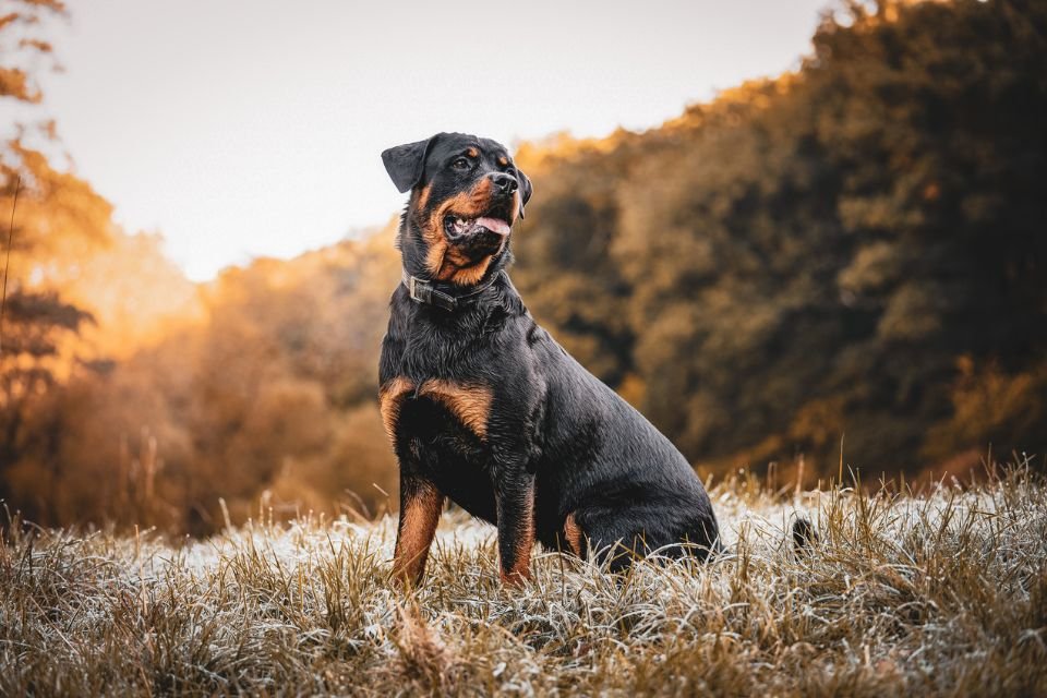 Perigoso ou protetor? Confira 20 curiosidades sobre a raça rottweiler ...