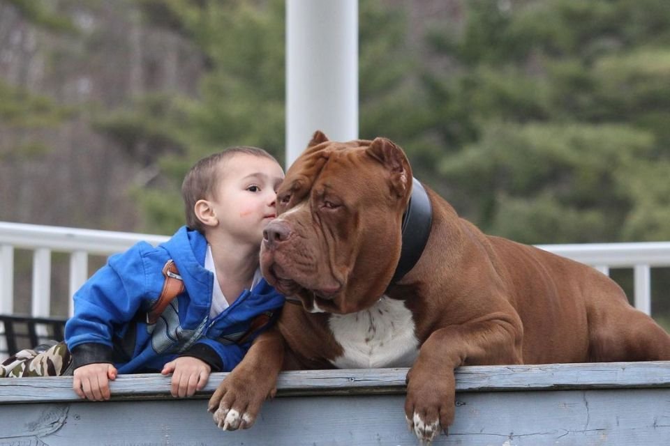 O maior cachorro do mundo