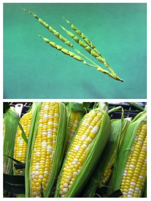 Imagem colorida de banana selvagem (cima) e banana domesticada (baixo) - Metrópoles