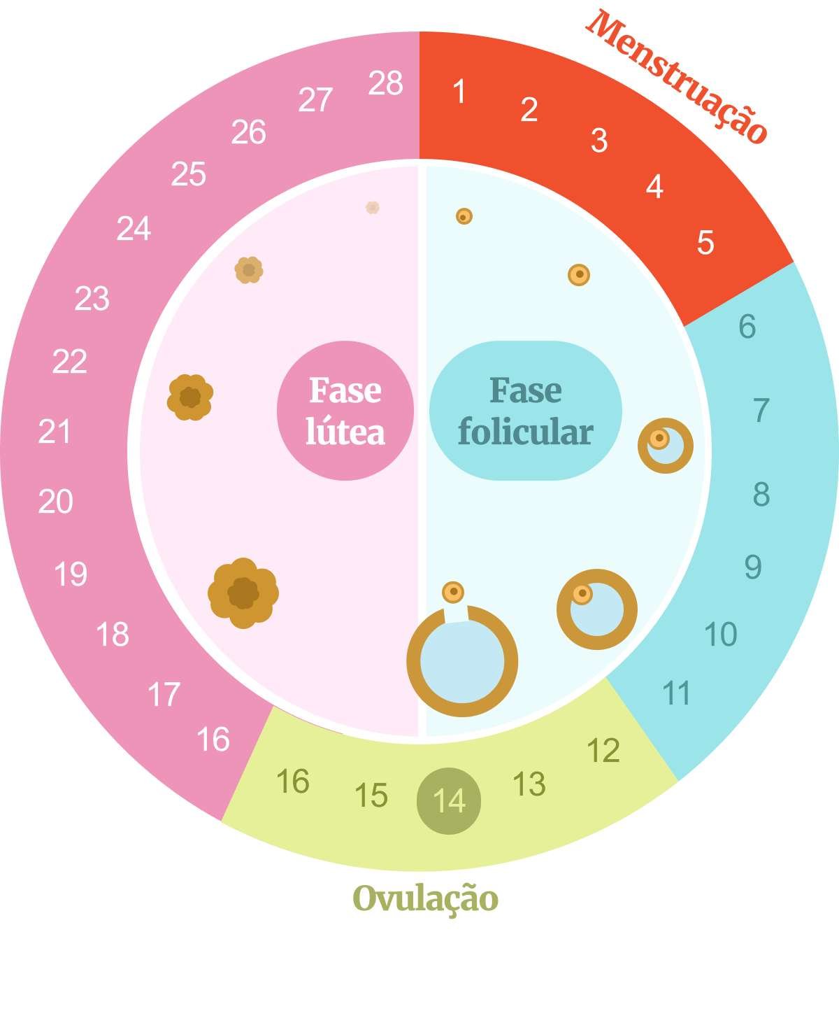 Ciclo menstrual: o que é e quais são as suas fases?