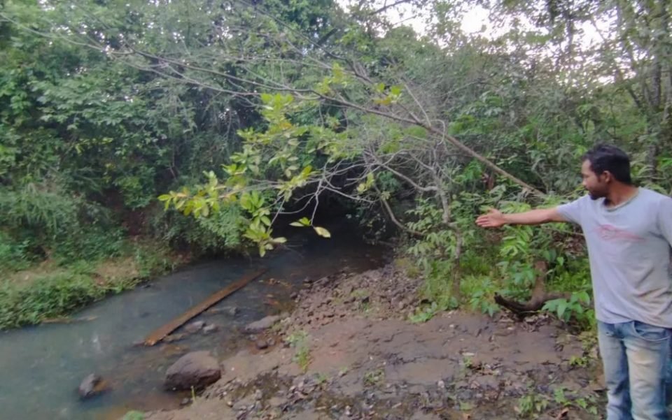 imagem colorida criança atacada sucuri goias