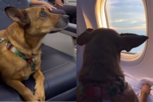 Foto colorida de uma cadela no avião - Metrópoles
