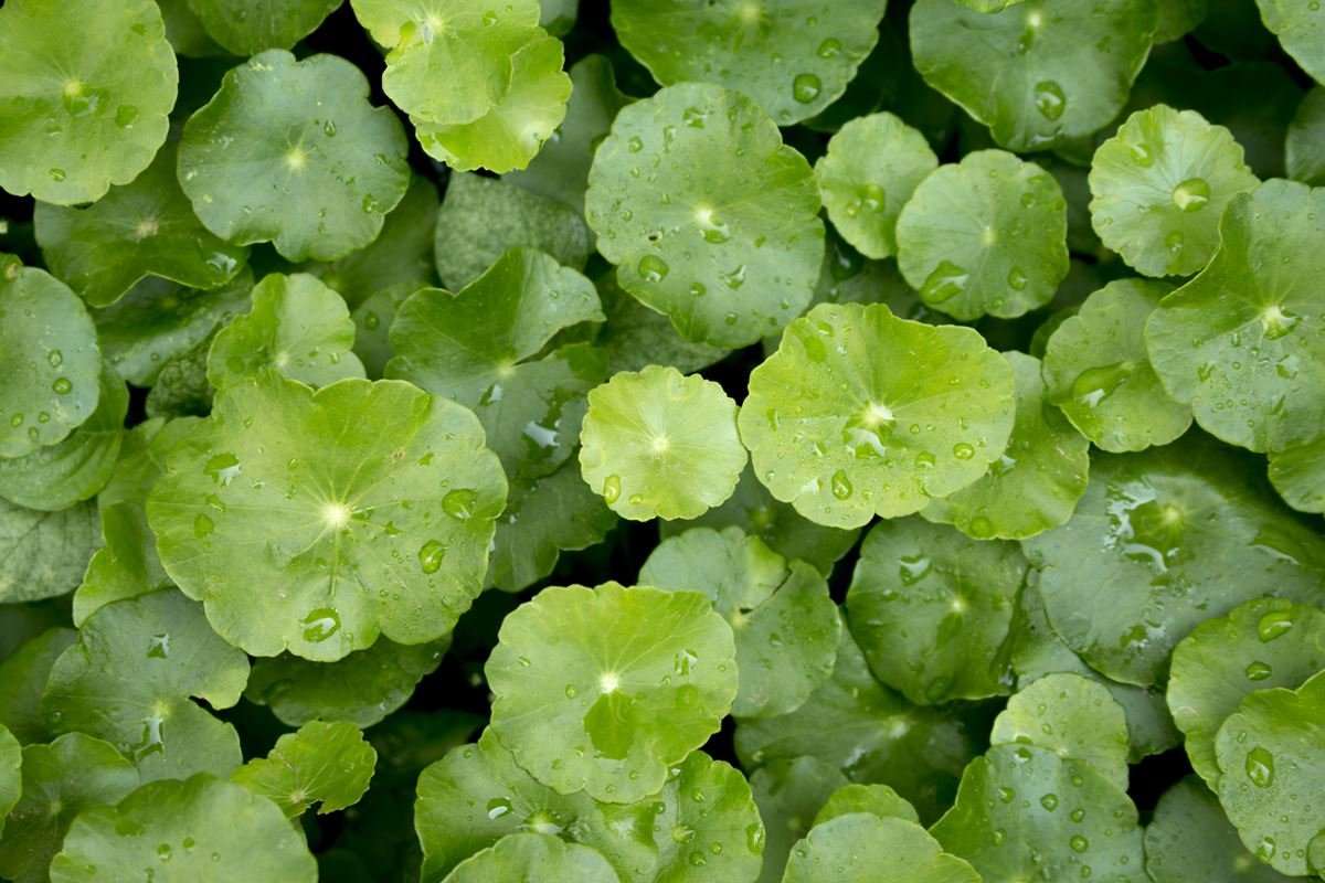 Foto colorida de plantas verdes molhadas - Metrópoles