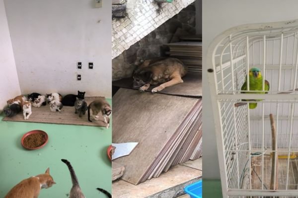 Imagem colorida mostra animais encontrados em situação degradante na zona leste de São Paulo, entre gatos, cachorros e aves -Metrópoles