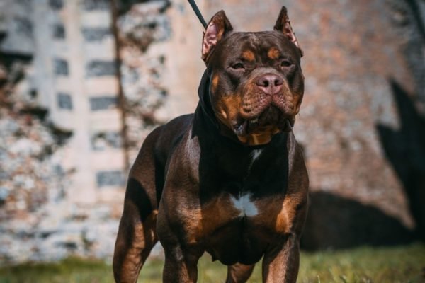 Bane store american bully