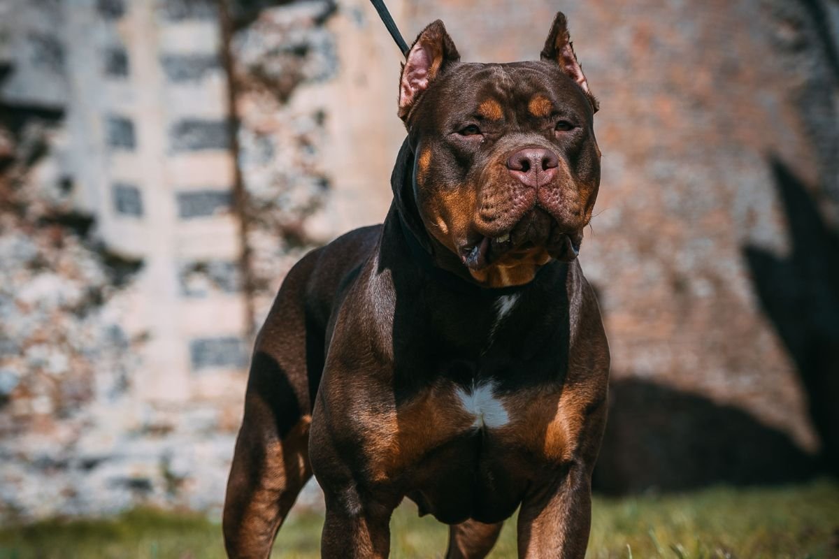 Veja o “maior pit-bull do mundo”, cujo sêmen custa mais de R$ 158 mil