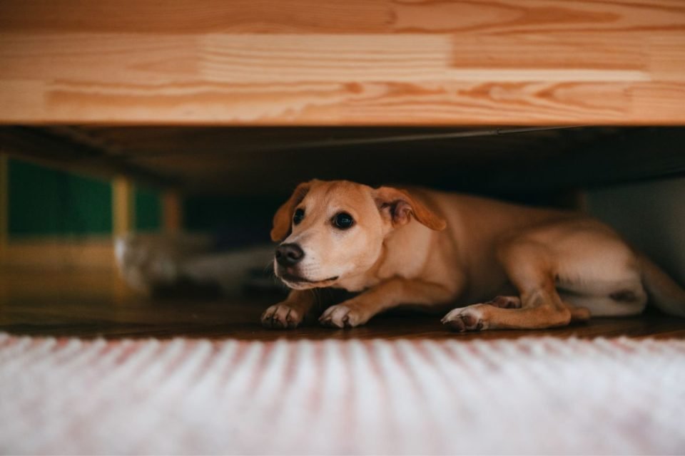 Cachorro na chuva: pode ou não pode? Entenda tudo!