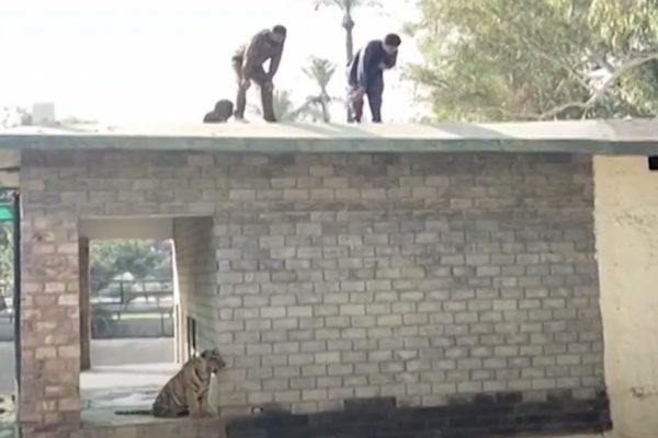 Homem interagindo com leões se diz 'pastor', mas é tratador de animais