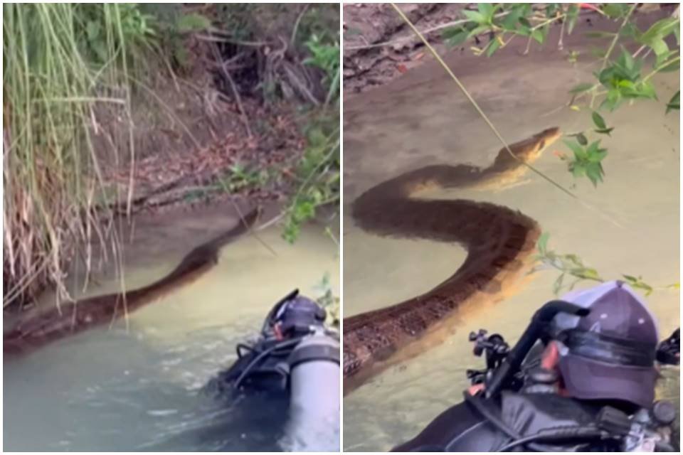 Imagem colorida mostra cobra gigante nadando em rio de Bonito, em Mato Grosso do Sul - Metrópoles