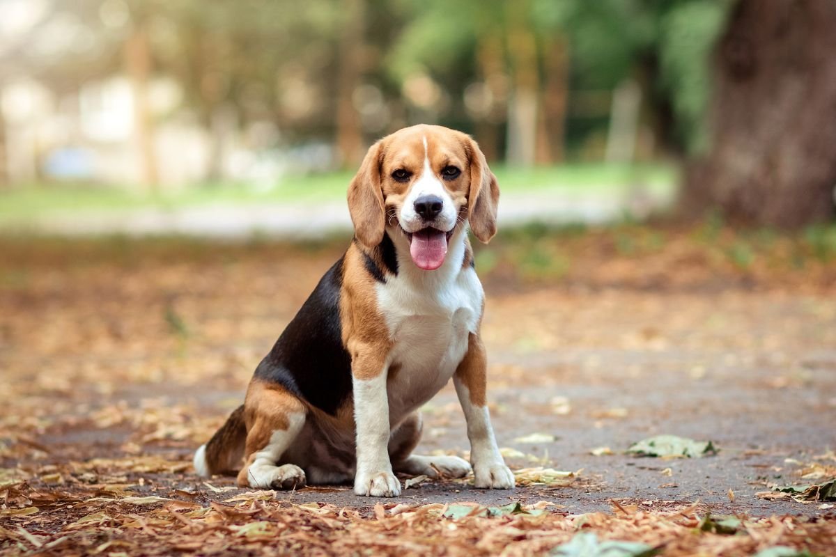 Criador da raça beagle se diz ameaçado - 22/10/2013 - Cotidiano -  Fotografia - Folha de S.Paulo