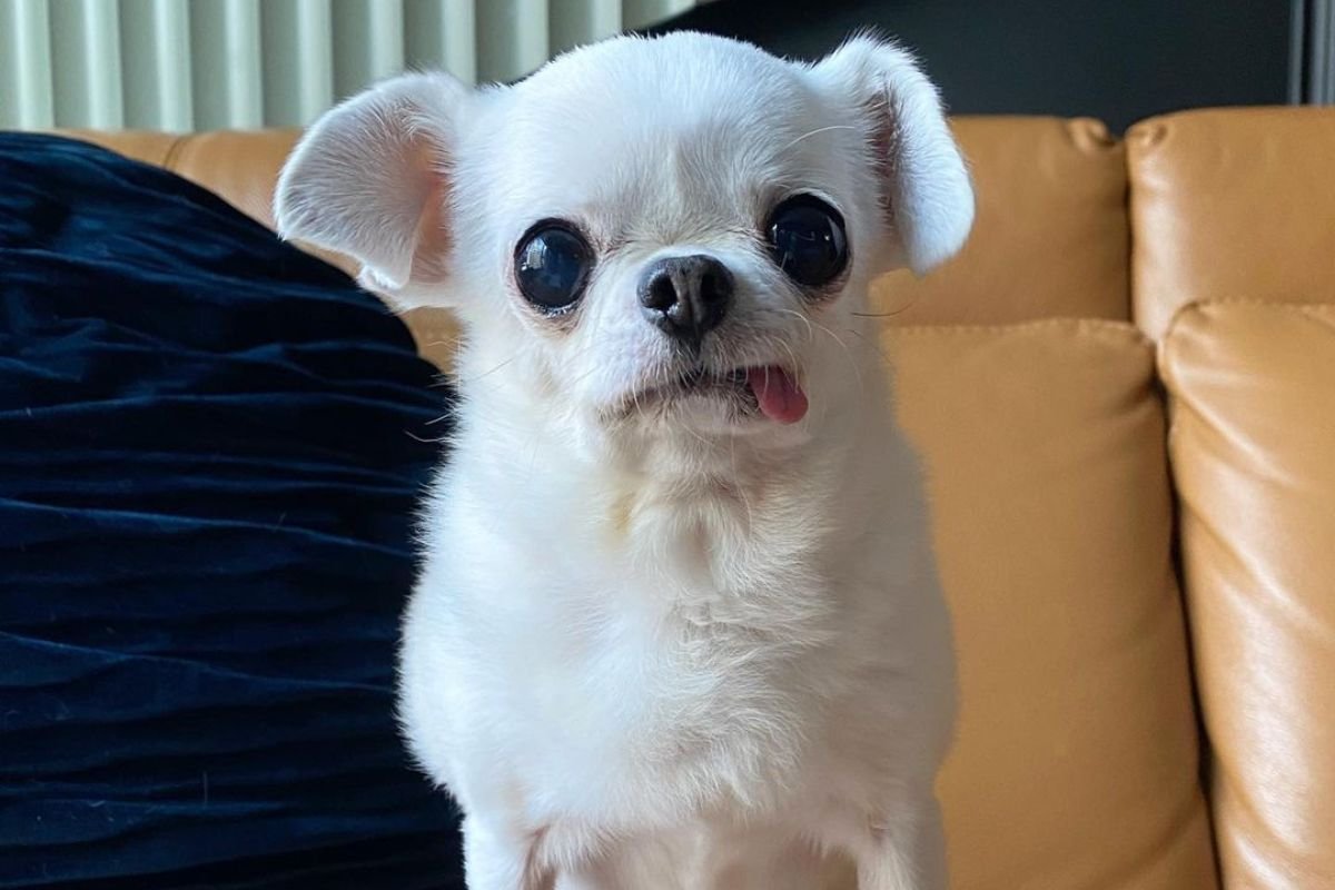 Foto colorida de um cachorro com a língua para fora - Metrópoles