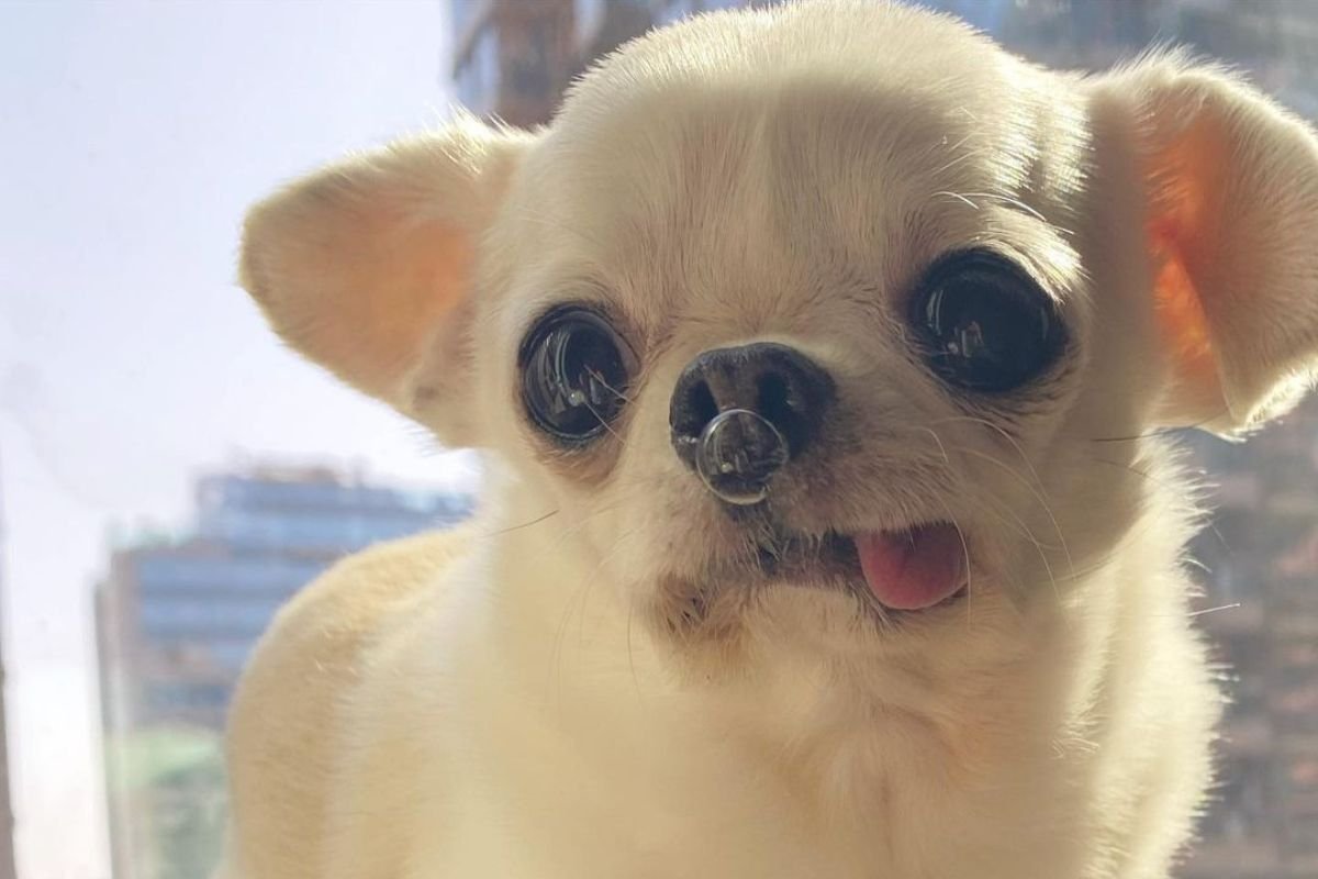 Foto colorida de um cachorro com a língua para fora - Metrópoles