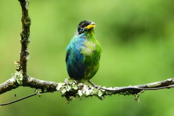 Imagem colorida mostra Saí-Verde, pássaro meio fêmea, meio macho foi filmado na Colômbia - Metrópoles