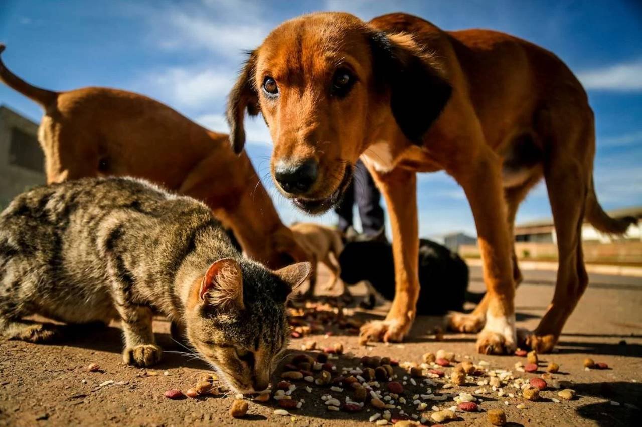 Condomínio do DF tenta impedir que moradores acolham animais de rua ...