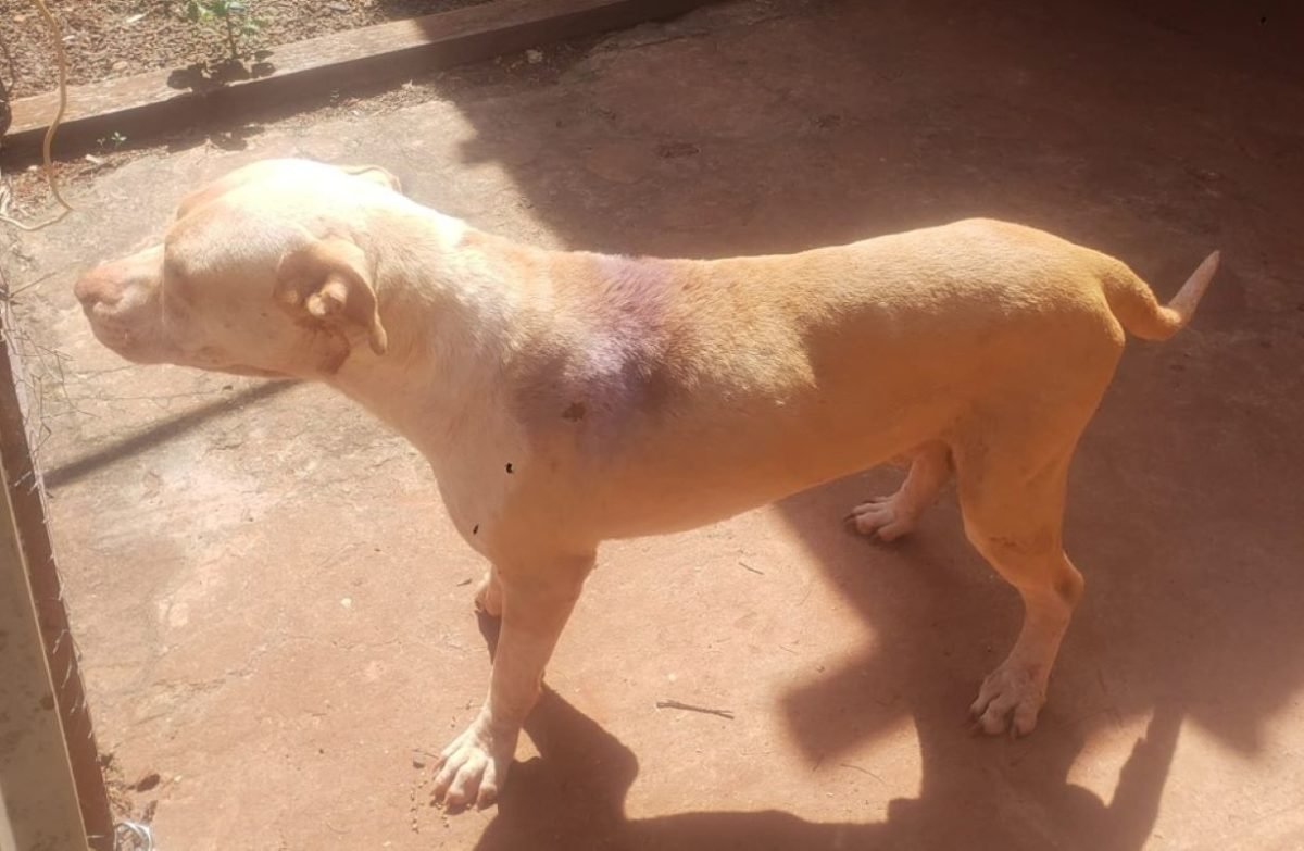 foto colorida de pitbull encontrado em estado de abandono, doente e sem água e comida, em Teodoro Sampaio (SP) - Metrópoles