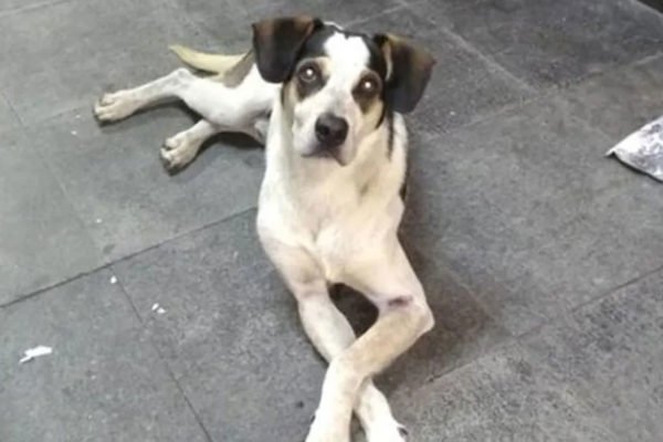 Cachorro Manchinha, morto no Carrefour